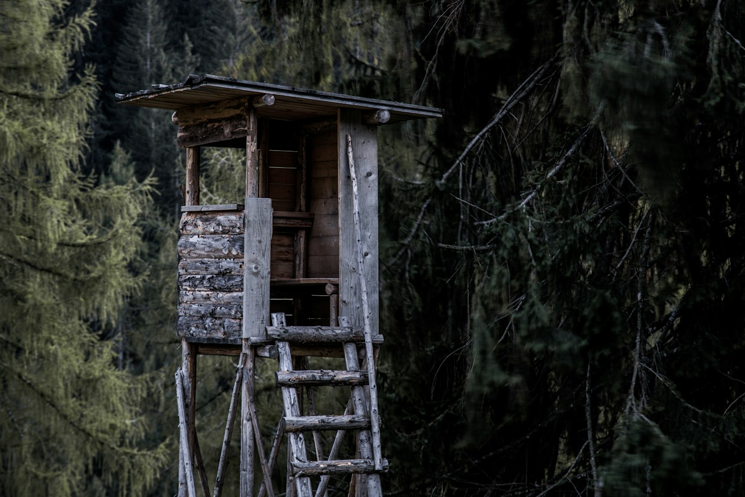 “在林中小屋截了一段小视频怎么办” 我在林中小屋截取一段视频叫什么？